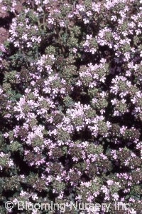 Thymus vulgaris 'Gray Hill'
